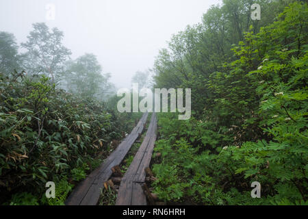 Wandern in den Nebel. Verschiedene alpine Pflanzen können im frühen Sommer beobachtet werden. Tsugaike, Hakuba, Gebirge, Nagano, Japan Stockfoto