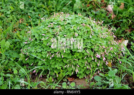 Viel Glück Anlage oder Oxalis tetraphylla oder Iron Cross Blume oder Iron Cross oxalis oder roten Blüten oder Blätter Pflanze bauchigen mehrjährige Pflanze Stockfoto