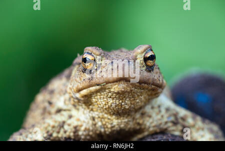 Portrait von niedlichen spadefoot Toad in die Kamera schaut. Östlichen spadefoot Toad Stockfoto