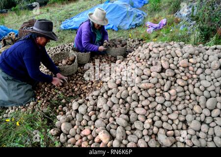 Ernte von Kartoffeln in Puno - Nationalpark Huascaran. Abteilung der Ancash. PERU Stockfoto