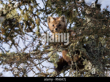 Eine amerikanische Baummarder (Martes americana) suchen über die Filialen von dem Wacholder. Duluth, Minnesota, USA. Stockfoto