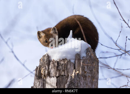 Eine amerikanische Baummarder (Martes americana) saß oben auf der schneebedeckten Baumstumpf. Duluth, Minnesota, USA. Stockfoto