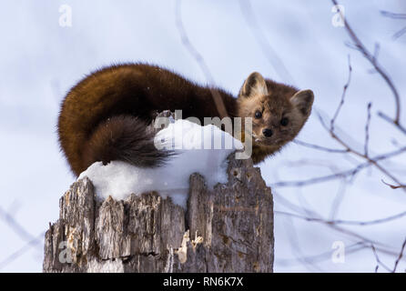 Eine amerikanische Baummarder (Martes americana) saß oben auf der schneebedeckten Baumstumpf. Duluth, Minnesota, USA. Stockfoto