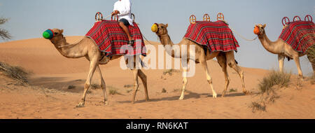 Kamele Safari in den Dünen während Touristen Wüste reitet in Dubai, Vereinigte Arabische Emirate Stockfoto