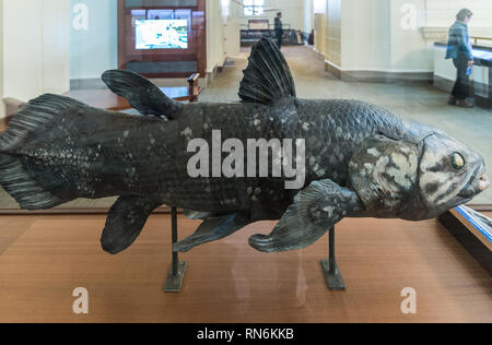 Muster der Quastenflosser (Latimeria chalumnae) im Display. Field Museum, Chicago, Illinois, USA. Stockfoto