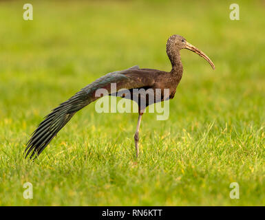 Ungewöhnliche Besucher Helston eine glänzende Ibis besucht ein Gebiet in der Nähe von Helston See/Penrose für ein paar Tage im Februar 2019 Stockfoto