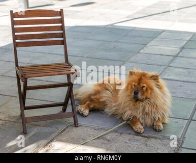 Shaggy rot Chow Chow Dog dösen im Schatten in der Nähe des Stuhls. Ein Hund an der Leine auf dem Boden liegt. Stockfoto