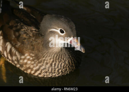 Ein Kopf eines hübschen weiblichen Mandarinente (Aix galericulata) Schwimmen in einem See in Großbritannien. Stockfoto