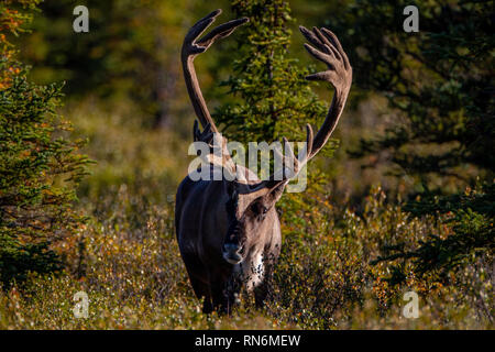 Die Rentiere auch als der Caribou in Nordamerika bekannt, ist eine Pflanzenart aus der Gattung der Hirsch mit zirkumpolare Verbreitung, beheimatet in den arktischen und gebirgigen Regionen Stockfoto