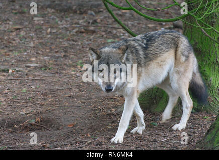 Ein einsamer Eurasischen Wolf im Wald in Großbritannien Stockfoto