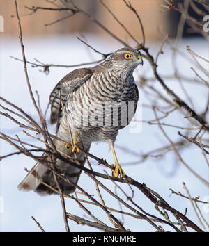 Eurasian sparrowhawk Weibchen sitzt in Bush auf kleine Zweigstellen Stockfoto