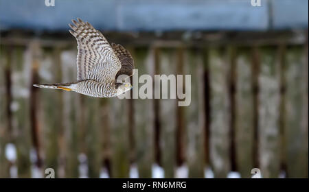 Weibliche Eurasian sparrowhawk in niedrigen winter Flug Stockfoto