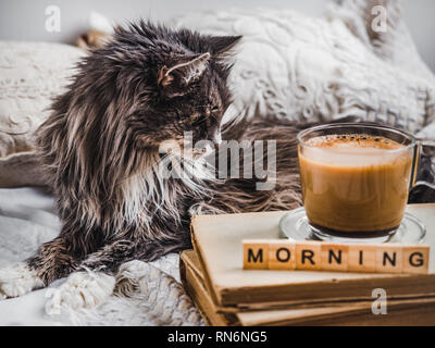 Charmante, bezaubernde Kitten, aromatischen Kaffee, alte Bücher, Kissen und eine Decke. Frühstück in den frühen sonnigen Morgen. Pet Care Concept Stockfoto