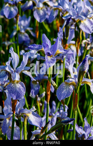 Blaue Blüten der Iris pumila (Sibirische Iris) Stockfoto