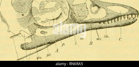 . Anatomischer Anzeiger. Anatomie, Vergleichende; Anatomie, Vergleichende. 136 vp. f eines jipm.. logische Unmöglichkeit voraussetzt, aber doch der ganzen dp Auffassung nicht günstig ist. Südlichen und wichtig wäre es nun, in der fraglichen Richtung etwas Näheres über Archaeopteryx zu wissen. Indessen sind unsere Kenntnisse hierüber gleich Null. Immerhin mag ganz kurz darauf eingegangen sein. Ich habe Elefanten aus der bekannten Arbeit von Dames 1) sterben Ab-bildung des Schädels einzig bekannten reproduzieren lassen (Abb. 14). Der Schädel zeigt neben dem Nasenloch und der Augenhöhle eine Tränennasen - Grube, Stockfoto