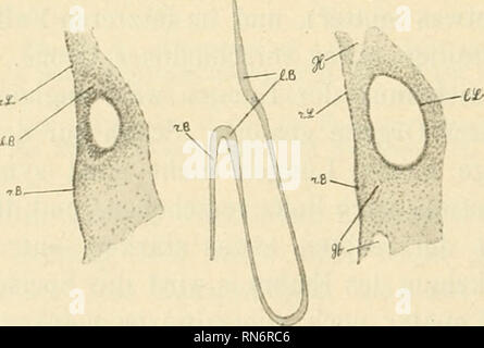 . Anatomischer Anzeiger. Anatomie, Vergleichende; Anatomie, Vergleichende. 516 nach rechts verschoben. Zur Zeit der ersten Anlage liegen die Lungen dem vorderen Ende des Herzens gegenüber; nachher werden sie, wegen des schnellen Wachstumes der Luftröhre, ebenso wie auch das Herz nach hinten geschoben, und bei großen Embryonen, ebenso wie auch beim erwachsenen Tropidonotus natrix Balatonfüred die linke Ausfallschritt unmittel-bar hinter dem Herzen. Wurde die histologische Differenzierung betrifft, so bestehen auch hier Unterschiede zwischen der rechten und on the left side Ausfallschritt, deshalb halte ich es nicht für unnötig, etwas Näh Stockfoto