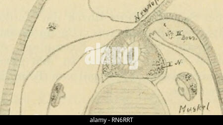 . Anatomischer Anzeiger. Anatomie, Vergleichende; Anatomie, Vergleichende. ? A i 420 1. Der" riechnerv", der Bulbus olfactorius von Langer Hans, das Stirnorgan. Langerhans hat 1876 zuerst nachgewiesen, daß aus dem Dorsalen - Abschnitte der Hirnblase links seitlich eine Verlängerung abgeht, welche massiv werdend sich ein sterben Zellen der von Koelliker ent-deckten Riechgrube anlegt. Seit den Untersuchungen von Kupffer und Hatschek weiß man, daß es sich um den Namen click Amphioxus persistenten Recessus neuroporicus handelt. Kupffer spricht deshalb von einem "Lobus olfactorius impar". Wirkliche Nerv Stockfoto