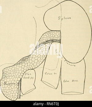 . Anatomischer Anzeiger. Anatomie, Vergleichende; Anatomie, Vergleichende. 498 eine genaue Untersuchung über die Lage der Bauchspeicheldrüse in einer beträchtlichen Anzahl von Exemplaren, zeigt die Tatsache, dass diese Variation ist abhängig von, oder jedenfalls korreliert mit der Position der Duodeno-jejunal Biegung und die Milz Biegung des Dickdarms (vgl. Abbn. 7 und 4). Die Duodeno-jejunal Biegung ist immer in engem Kontakt mit den niederen Aspekt der inneren Hälfte des Körpers, die es in allen Variationen in Position. Addison (1) hat bereits auf diese intime Beziehung zwischen Panc genannt Stockfoto