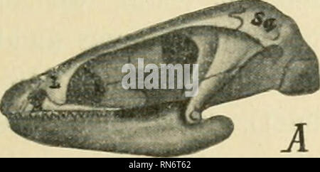 . Anatomischer Anzeiger. Anatomie, Vergleichende; Anatomie, Vergleichende. 291 Erg gewisse Eigenschaften von Lysorophus als Reptilienmerk - männliche erklärt. Der Schreiber of this Zeilen kann sich aber der Meinung von Gase nicht anschließen, und er Beispiele im folgenden versuchen, den Beweis zu liefern, daß vermöge der neuen von Gase gegebenen Abbildungen und Crack dp sterben Merkmale, welche of this For amphibisch hält, Beispiele sprechen, daß Lysorophus ein Reptil ist. Zwei Hauptpunkte Nonne Sterben, welche Gase zu thunfischwadenfänger Anschauung bezüglich der amphibischen Natur von Lysorophus brachten, Sindh der Besi Stockfoto