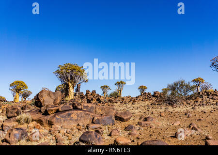 Wüste Felsen quivertree blue sky Namibia außerhalb Landschaft Stockfoto
