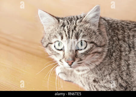 Tabby Kater mit Misstrauen und ein wenig Angst. Die Katze schaut in die Linse. Portrait von Tabby Katze auf dem Boden Hintergrund. Stockfoto