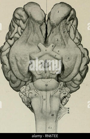 . Die Anatomie der Haustiere. Veterinär Anatomie. 836 DAS NERVENSYSTEM DER OCHSE von einem Plexus der Schiffe. Es ist viel schmaler und dicker als die des Pferdes. Die infiindibulum ist relativ lang und Pisten dowiiward vor- und rückwärts. Der zerebralen Hemisphären sind kürzer, höher, und relativ breiter als in das Pferd. Die frontalen Pole sind klein, die Okzipitalen, groß. Die Länge von Pol zu Pol ist ungefähr das Gleiche wie die größte quer Durchmesser der beiden Hemisphären. Längs- Spalte. Abb. 663.-Basis von Gehirn der Ochse. 1, Riechkolben; S, S', olfaktorische striEe; 3, trigonum olf Stockfoto