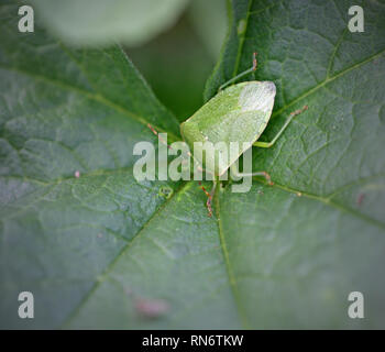 Makro einer grüne Wanze auf einem grünen Blatt Stockfoto