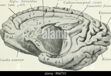 . Die Anatomie der Haustiere. Veterinär Anatomie. Die CEHEBR. L HEMISPHÄREN 787 band der weißen Substanz, genannt die fimbria, der die Verlängerung der grössere Teil der Crus der fornix in dieser Region. Die ventrikuläre Oberfläche des Hippocampus (Abb. 642) mit einer dünnen laj'er der weißen Substanz bedeckt, die Alveus, wliich ist auch von der Crus der fornix abgeleitet und ist daher ständig mit der FIMBRIA. Die beiden hippocampi auf dem höchsten Teile von Trans-vers Fasern, die im Hippocampus commissure darstellen verbunden. Das Intervall zwischen den liippocanipus und f Stockfoto