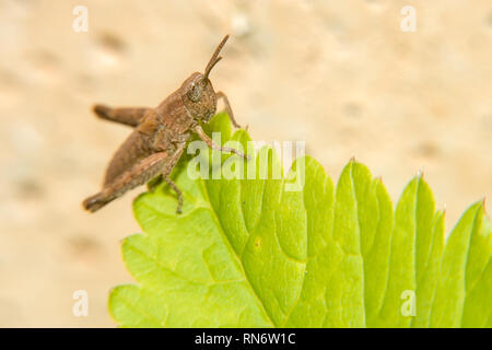 Eine kleine braune Heuschrecke sitzt auf der Kante von einem grünen Blatt. Stockfoto