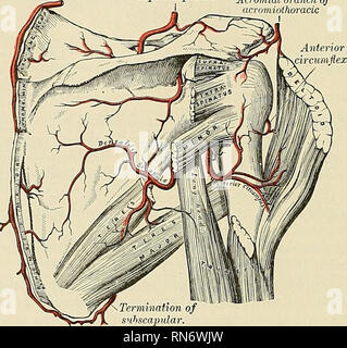 . Anatomie, beschreibende und angewendet werden. Anatomie. Der THORAX ...