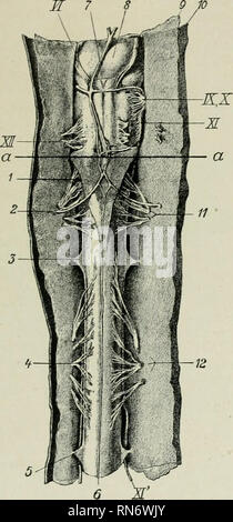 . Die Anatomie der Haustiere. Veterinär Anatomie. Die wirbelsäule COED 7 Q5 die zweite Brust. Seine maximale transversale Durchmesser ist etwa 2,5 cm (Ca. 25 mm.) und seine dorso-ventrale fast eine halbe Zoll fca. 12 mm.). Die Iximbar vergrößern (Intumescentia lumbaHs) in der vierten und fünften Lendenwirbel. Es ist ein wenig schmaler als die cervi - cal Erweiterung, und die dorso-ventrale Durchmesser ist auch etwas kleiner. - Das Kabel hind verjüngt sich rasch die conus medullaris zu bilden. Die Spitze des Letzteren von einer filigranen glitzernden Strand fortgesetzt wird, die filiim Terminale, die Stockfoto