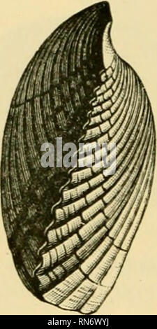 . Die alten Leben - Geschichte der Erde; einen umfassenden Überblick über die Prinzipien und die führenden Tatsachen der palaeontological Wissenschaft. Paläontologie. . Bitte beachten Sie, dass diese Bilder sind von der gescannten Seite Bilder, die digital für die Lesbarkeit verbessert haben mögen - Färbung und Aussehen dieser Abbildungen können nicht perfekt dem Original ähneln. extrahiert. Nicholson, Henry Alleyne, 1844-1899. Edinburgh, London, Blackwood Stockfoto