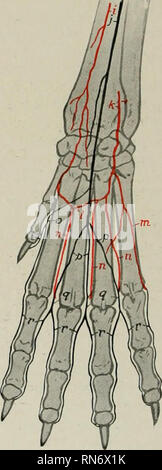 . Die Anatomie der Haustiere. Veterinär Anatomie. Abb. 618.-.Arterien des distalen Teil der Rechten Gliedmaßen des Hundes, Dorsalansicht. a, Zweig der ureas interosseous Arterie: 6, proximale Sicherheiten radialis (lateraler Zweig); c, radia! Arterie (dorsal Branch): d, Rete carpi dorsaie: e, deep dorsal metacarpal Arterien;/, oberflächliche dorsalen metacarpal Arterien: g, gemeinsamen digitalen Arterien; h, korrekten digitalen Arterien. Abb. () 19.-. hterie." 5 op distalen Teil des rechten vorderen Gliedmaßen des Hundes; Ureas Anzeigen. (", Radiale Arterie; j ulnaren Arterie; k, ureas inter-knöchernen Arter&gt;"; Ich, tief Ureas arch;/", w Stockfoto