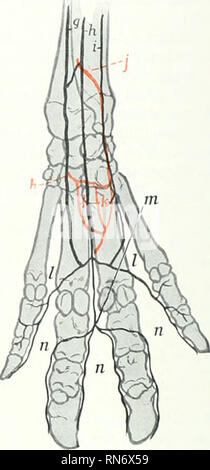 . Die Anatomie der Haustiere. Veterinär Anatomie. Fio. 607.-.RTERiF, 9 oder distalen Teil der Rioht Fore Glied von Schwein; Dor. Sal anzeigen. o. Termin.- il Teil des Ureas interosseous Arterie: h, dorsal interosseous Arterie; f, Rete carpi dorsale; d, Dorsalen metacarpal Arterien: e, Dorsalen gemeinsamen digitalen Arterien;/, Dorsalen korrekten digitalen Arterien. Abb. 008.-.RTERiE. g des distalen Teil der rechten Extremität von Schwein: ureas Anzeigen. g. Ulnar artery: h, oberflächliche Zweig der Radialis: (. Sicherheiten ulnaren Arterie/;', ureas interosseous ar-Terie: h, tiefe Zweig der Radialis; k, tiefe Ureas meta-carpal Arterie Stockfoto