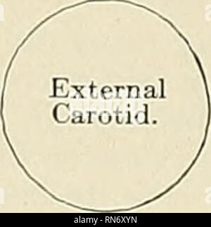 . Anatomie, beschreibende und angewendet werden. Anatomie. 588 Die GEFÄSSSYSTEME die A. carotis externa (A. Carotis externa) (Abbn. 434, 435). Die A. carotis externa beginnt gegenüber der oberen Grenze der Schildknorpel, und unter einer leicht gebogenen Kurs, Pässe nach oben und nach vorn und dann nach hinten neigt, den Raum zwischen den Hals des Kondylus des Man-dible und der externen Meatus, wo es in der oberflächlichen zeitliche und internen maxillaris Arterien teilt. Es vermindert sich rasch in der Größe in seinen Lauf bis in den Hals, wegen der Zahl und Größe der Zweigen Stockfoto