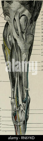 . Die Anatomie der Haustiere. Veterinär Anatomie. 680 Blut - GEFÄSSSYSTEM DES PFERDES In gut-injizierten Proben ist es ersichtlich, dass es einen feinen arteriellen (Rete tarsi dorsale) auf der Rückenseite des Hock, der durch die Zweige von der Patella - 9 gebildet wird - °* Sehne der Biceps femoris Seitliche Patellar Ligament Gastrocnemius, seitliche Kopf lateralen kondylus von Tibia, dabei ist das seitliche Ligament der Schienbeinkopf gemeinsame Gemeinsame nerv Oberflächliche peronaeus Nerv peronaeus Seitliche extensor Lange extensor Peroneus tertiu. Loop der seitliche Sehne des peroneus tertius Perforieren tarsal Arterie Baumstumpf Stockfoto