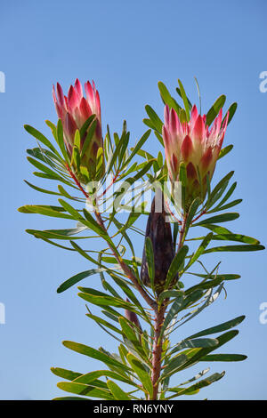 Zwei Sugarbush Blumen (Protea repens) auf Stammzellen gegen den Hintergrund des blauen Himmels. Zeigt auch nicht blühende Knospe Stockfoto