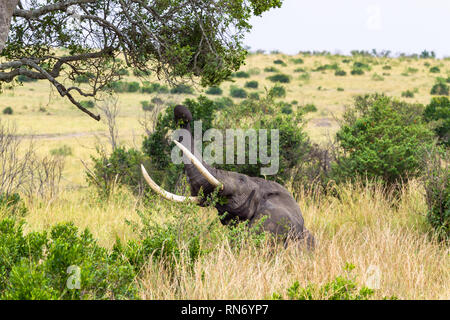 Der Elefant reißt die Blätter vom Baum. Die Masai Mara, Kenia Stockfoto