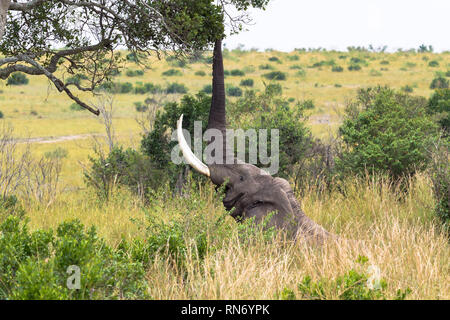 Der Elefant Tränen die Blätter von den Bäumen mit ihren Stamm. Die Masai Mara, Kenia Stockfoto