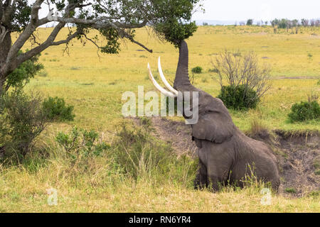 Ein Elefant frisst Blätter von einem Baum. Die Masai Mara, Kenia Stockfoto