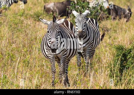 Der Elefant Tränen die Blätter von den Bäumen mit ihren Stamm. Die Masai Mara, Kenia Stockfoto