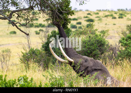 Afrikanischer Elefant reißt die Blätter vom Baum. Die Masai Mara, Kenia Stockfoto