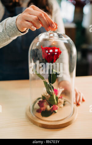 Florist ewige Rosen in den Kolben aus Glas. Erhaltene rote Rose. Stockfoto