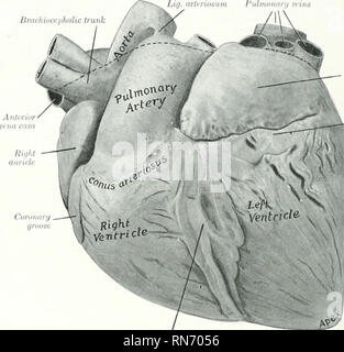 . Die Anatomie der Haustiere. Veterinär Anatomie. 618 Blut - GEFÄSSSYSTEM DES PFERDES dorsalen und mittleren Drittel des dorso-ventrale Durchmesser des Thorax. Es ist gegenüber der lateralen Wand des Thorax, Vom zweiten Interkostalraum oder dritten Rippe auf der sechsten Rippe oder interkostalraum.' Der Spitze (apex Cordis) liegt zentral über das letzte Segment des Brustbeins; es ist eine halbe Zoll oder weniger (Ca. 1 cm) Über dem Brustbein und aljout ein Zoll (Ca. 2-3 cm.) Von der sternalen Teil der Membran. Der vordere Rand (Margo Cranialis) ist stark konvex und Kurven Venti-Ally und Rückw Stockfoto