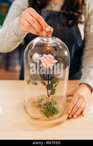 Florist ewige Rosen in den Kolben aus Glas. Erhaltene rosa Rose. Stockfoto