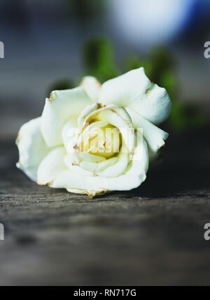 Schöne trockene Weiße Rose auf grunge Holz- Hintergrund, noch Leben Stockfoto