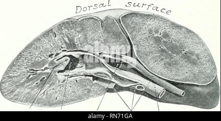 . Die Anatomie der Haustiere. Veterinär Anatomie. kiiml BrnvchfK Harnleiter Lauf der renalen nrlcry Fio. 409.- Querschnitt" der rechten Niere von Pferd Pa. ssing Durch den Hilus. Hinterer Teil der Orgel in situ gehärtet. Hinweis Krümmung der dorsalen Oberfläche. ist widerstandsfähiger und präsentiert eine distiitct radiale Rasterung. Der zentrale Teil ist blass, aber seine Peripherie, die mittlere Zone, eine tiefrote Farbe; im letzteren gesehen werden, in relativ regelmäßigen Abständen, Abschnitte der relativ großen arciform Gefäße, die getroffen werden] irescnt tlu' Abgrenzung zwischen den primitiven Lappen wieder. - Stockfoto