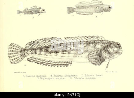 . Andrew Garrett's Fische der Südsee. Fische, Fische; Natural History. . Bitte beachten Sie, dass diese Bilder sind von der gescannten Seite Bilder, die digital für die Lesbarkeit verbessert haben mögen - Färbung und Aussehen dieser Abbildungen können nicht perfekt dem Original ähneln. extrahiert. Garrett, Andrew; Günther, Albert C. L.G.(Albert Carl Ludwig Gotthilf), 1830-1914; Ford, G.H.(George Henry), 1809-1876, krank; Bibliothek des Kongresses, der ehemalige Besitzer. DSI. Hamburg: L. Friederichsen &Amp; Co. Stockfoto