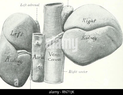 . Die Anatomie der Haustiere. Veterinär Anatomie. 556 Die URINAKY t) KGAN. S DES PFERDES oder drei lumbalen transversale Prozesse. Der dorsalen Fläche konvex ist, Anil links Crus des Zwerchfells verknüpft ist, wird der fascia Iliaca und jisoas umscles und der Dorsalen Ende h'Kjht iiilnnal Heben der Nebennieren. Tirctcr Tanne übrig.. - Ich'Ji;.-Nieren und Nebennieren von Pferd: Doksai. Viev gehärtet in situ. Eindruck von s"-vi-iitecnlh Rippe auf der rechten Niere von kleinen t etwas weiter nach vorne in diesem Thema angegeben als üblich ist. Ureteren. Bitte beachten Sie, dass diese Bilder aus gescannten Seite Bilder extrahiert werden, Stockfoto