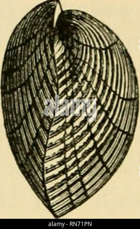 . Die alten Leben - Geschichte der Erde; einen umfassenden Überblick über die Prinzipien und die führenden Tatsachen der palaeontological Wissenschaft. Paläontologie. . Bitte beachten Sie, dass diese Bilder sind von der gescannten Seite Bilder, die digital für die Lesbarkeit verbessert haben mögen - Färbung und Aussehen dieser Abbildungen können nicht perfekt dem Original ähneln. extrahiert. Nicholson, Henry Alleyne, 1844-1899. Edinburgh, London, Blackwood Stockfoto